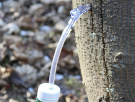 고로쇠물 효능 먹는 방법 보관 방법 총정리! 