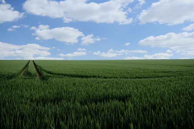새만금 보리밭 축제