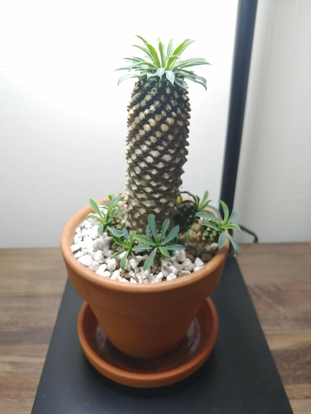 괴마옥 기르기 키우기 번식 다육 물주기 자르기 꽃 옷자람 분갈이