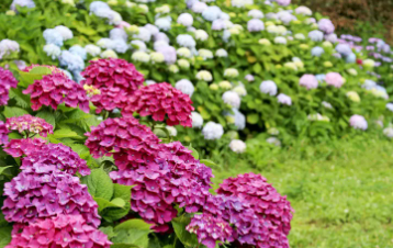 부산 태종대 수국축제