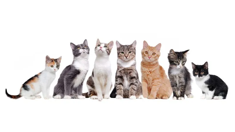 고양이 발정 기간 증상 대처_4