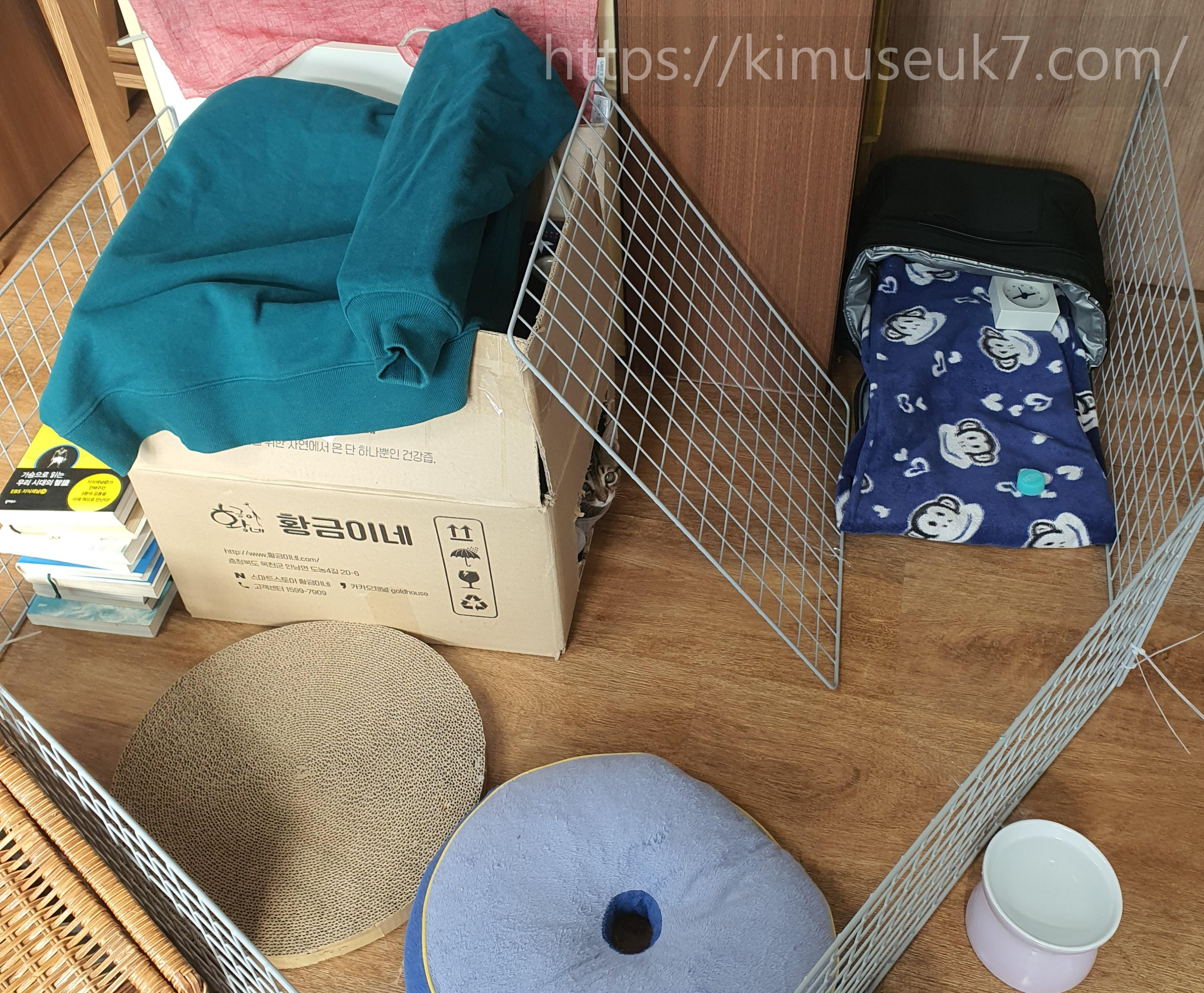 생후 1개월 이후, 고양이가 환경을 사용하기 시작한 시점