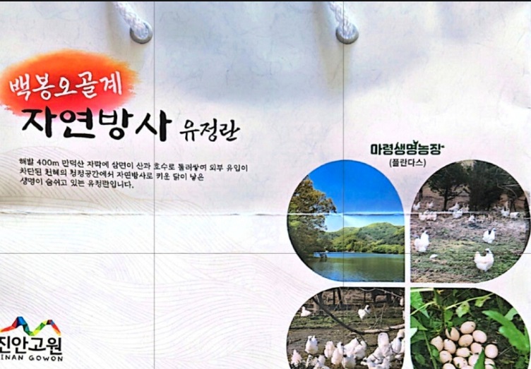 마령생명농장-자연방사-유정란