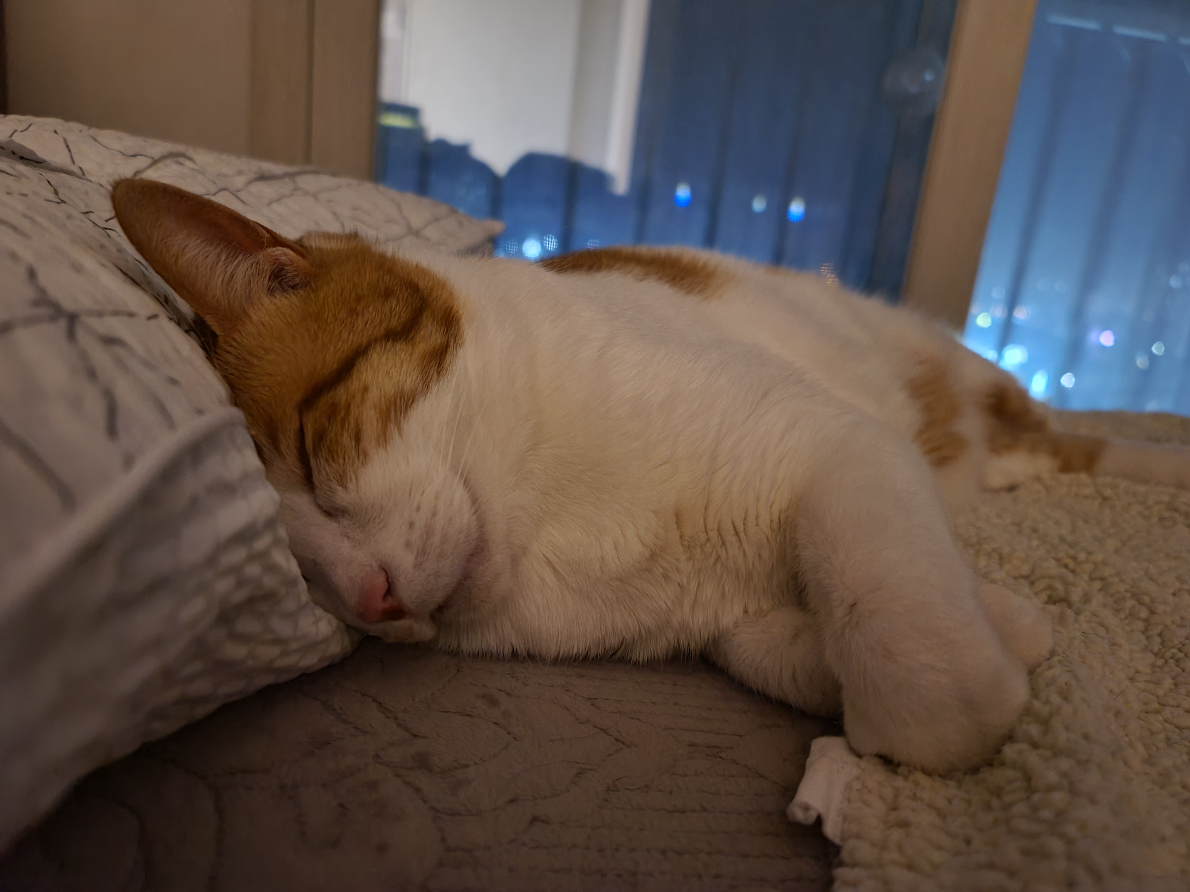 막둥이 삐용이의 장난감통 열기와 우리집 고양이들의 행동교정 방법.