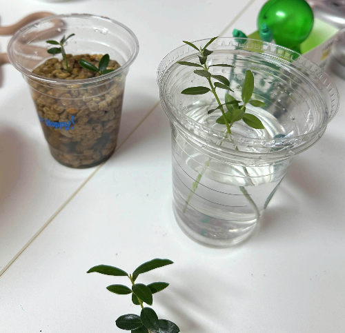 올리브 나무 물꽂이