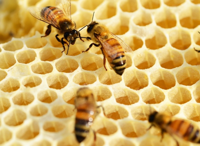 로얄제리가 들어있는 벌집 사진입니다.