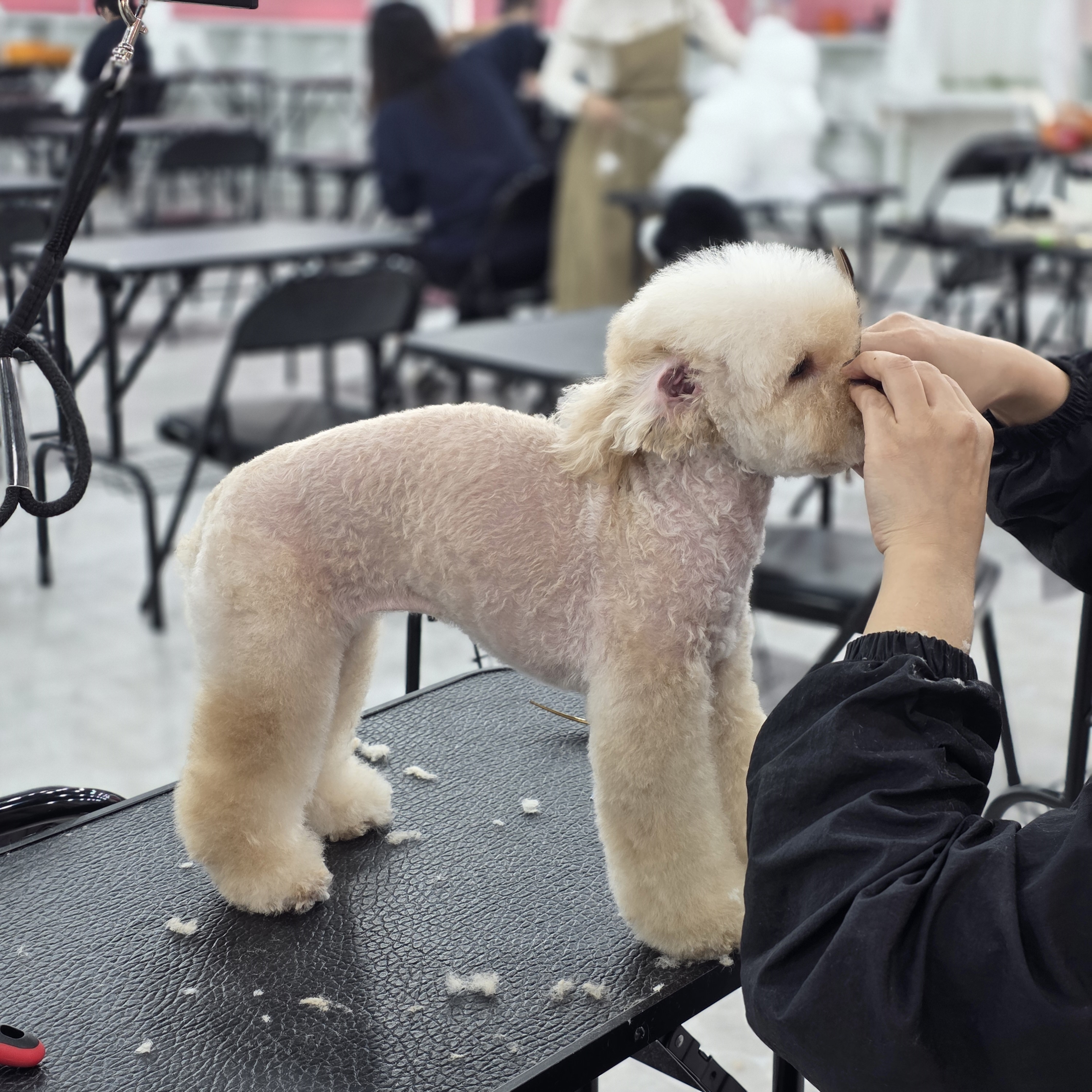 부산진구애견미용학원