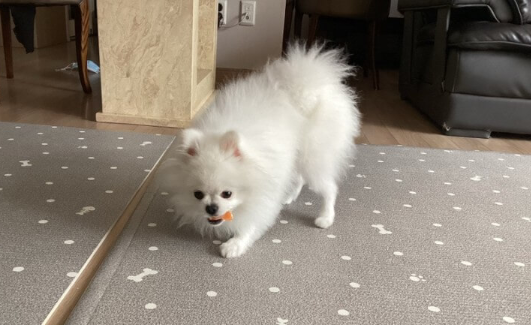 귤_먹는_강아지