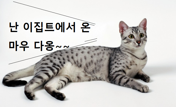 이집션 마우 고양이 이미지 - 1