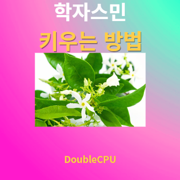 학자스민 키우기 물주기