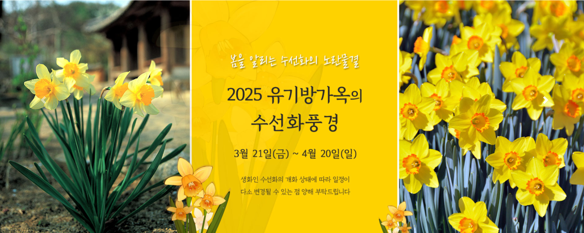 유기방가옥 수선화풍경 일정 이미지 
출처: 유기방가옥