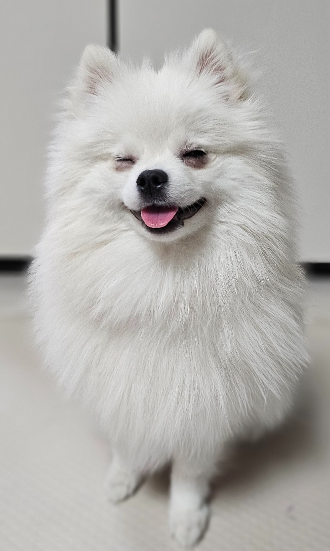 웃고 있는 하콩