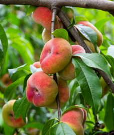 납작복숭아재배