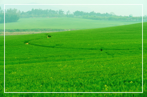 고창 청보리밭-입장료-축제기간