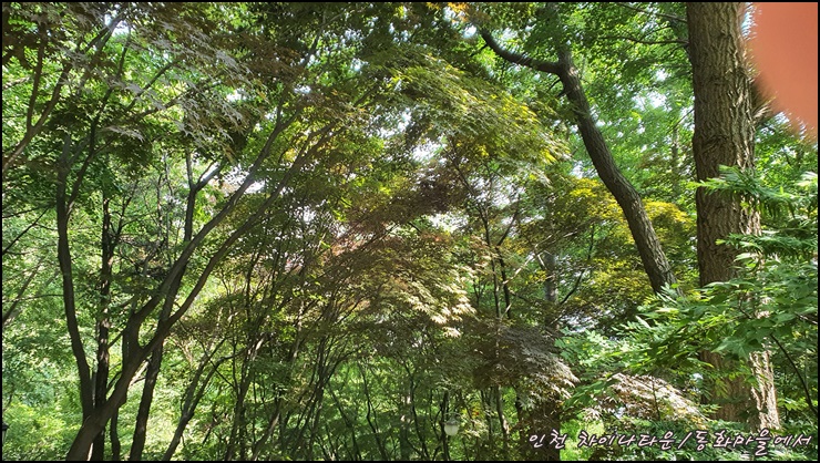 내려가는길-울창한나무숲