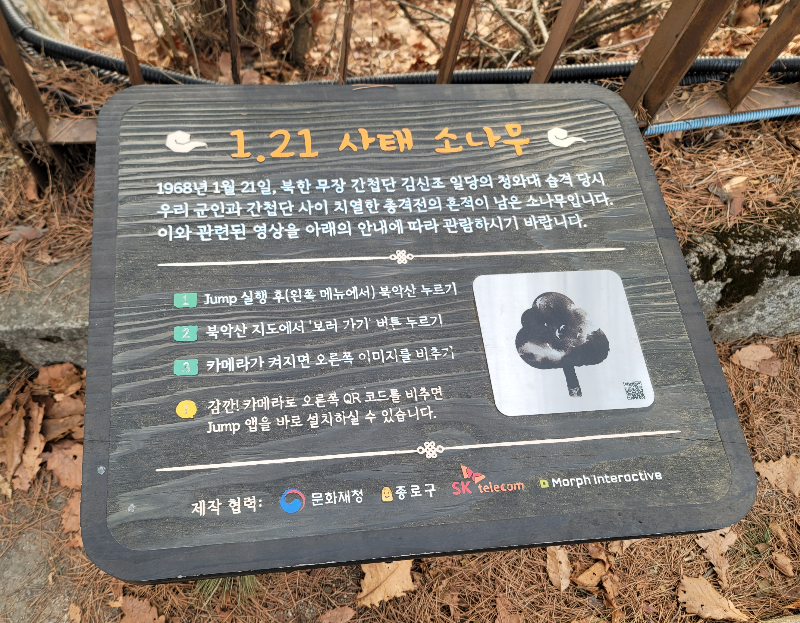 1.21 사태 소나무 설명