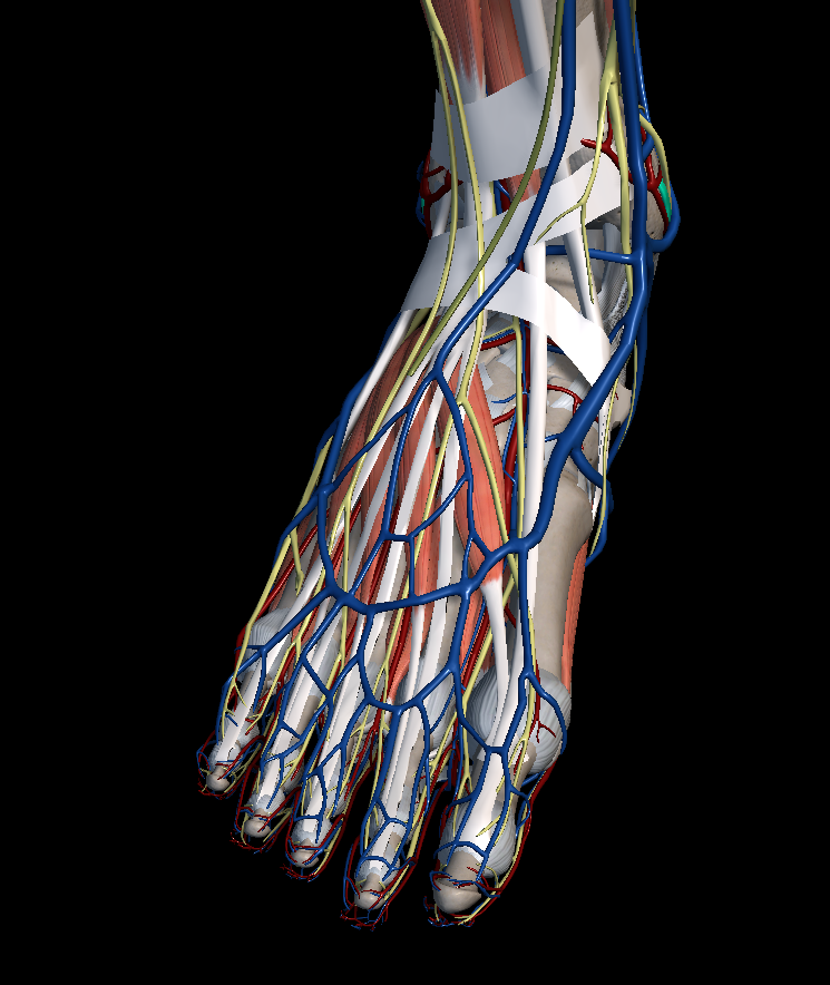 발목 터널 증후군(족근관 증후군)