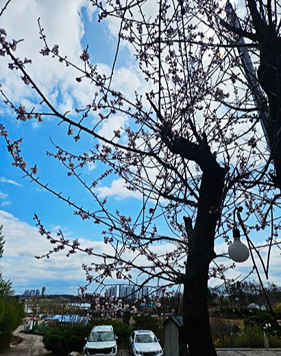 세종 베어트리파크 봄꽃축제