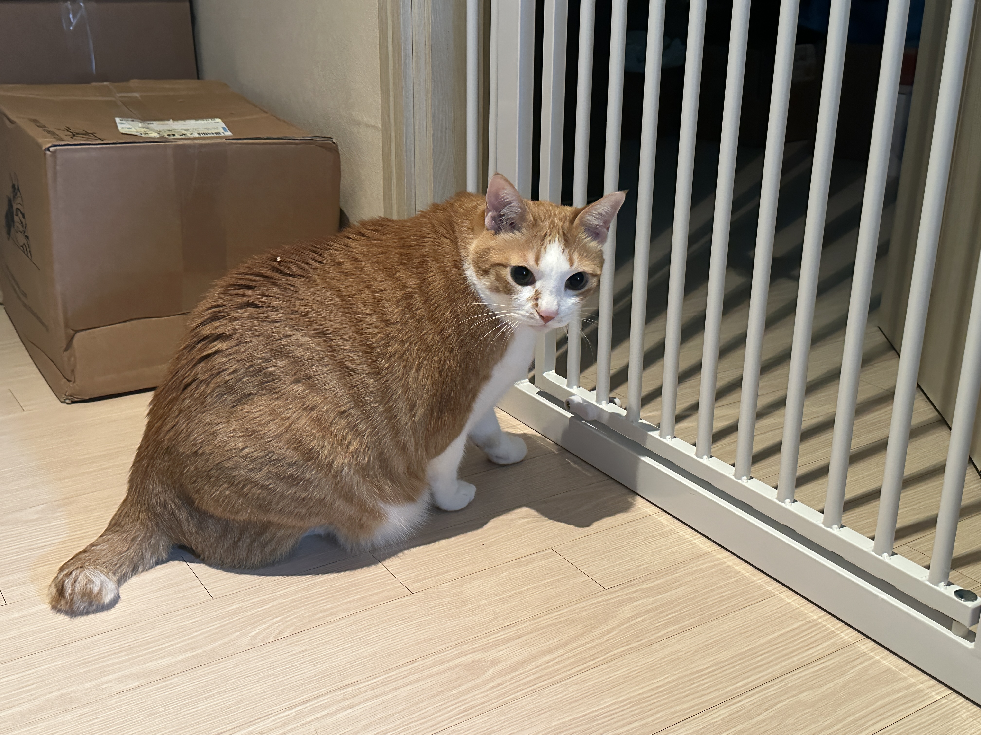 예쁘게_쳐다보는_치즈냥이_호야