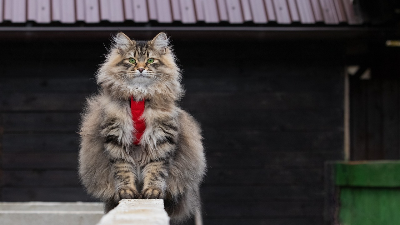 시베리안 고양이 사진