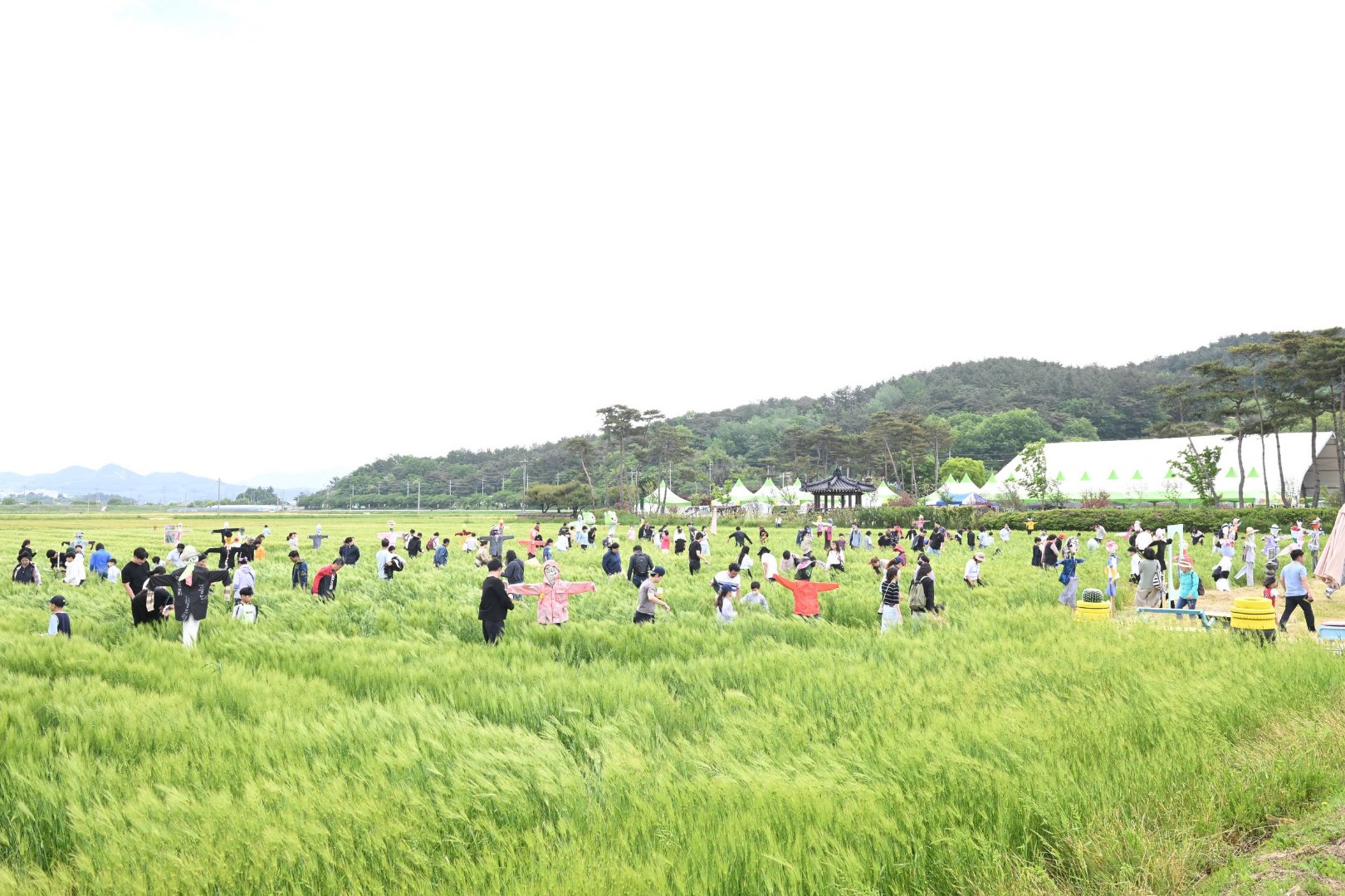 영광찰보리 축제