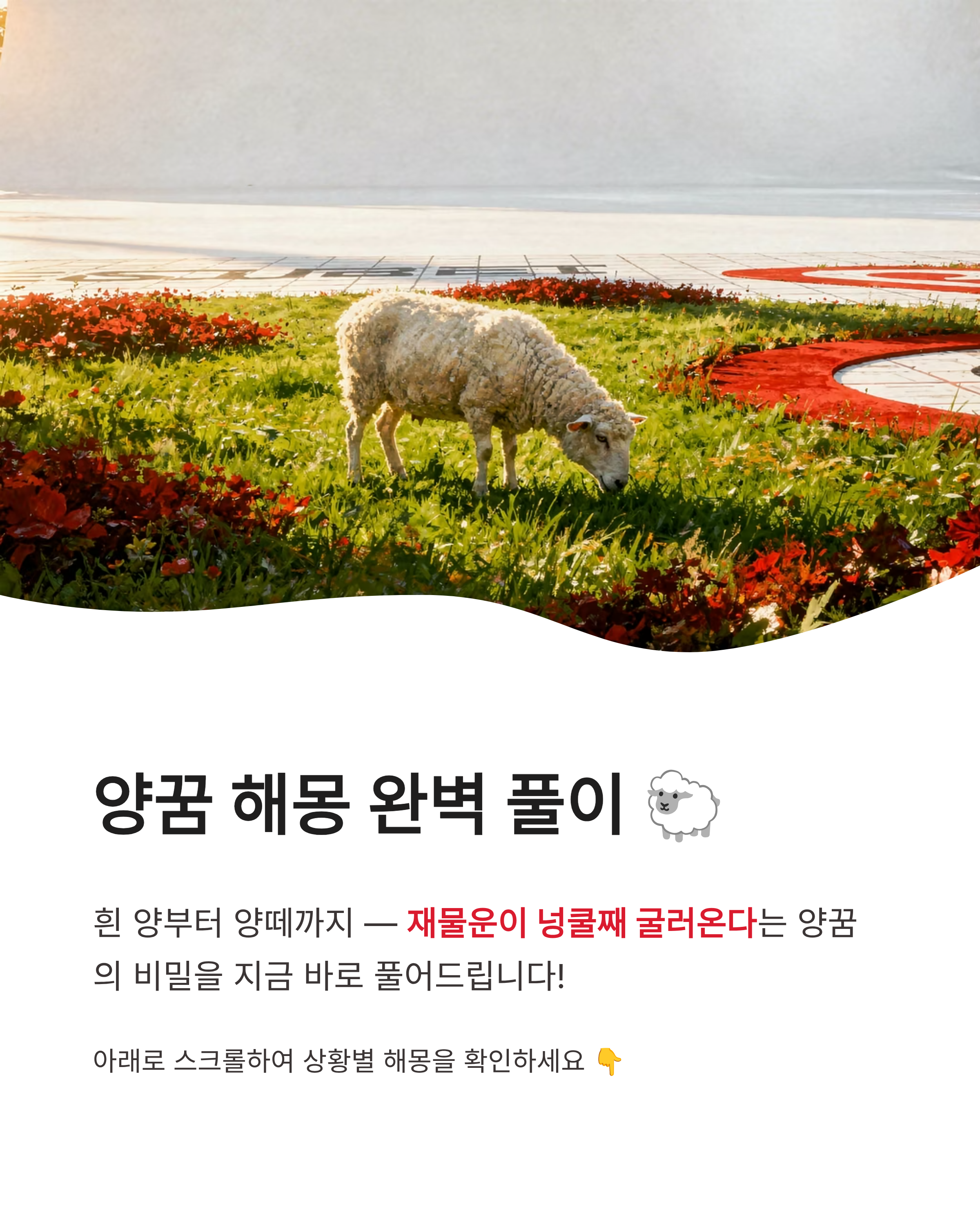 양꿈 해몽 흰 양 태몽부터 새끼 양떼까지 상황별 완벽 풀이! 재물운이 넝쿨째 굴러온다고?