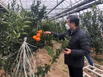 레드향 재배 착과 조절 잎 관리 하우스 온도_9