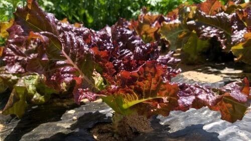 상추-수확-효능-부작용