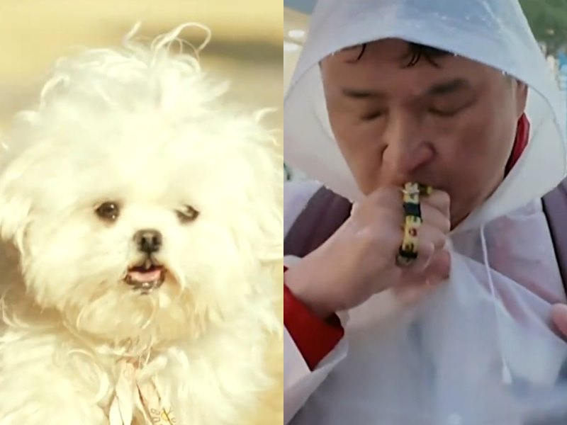 구성환 국토대장정 완주! 꽃분이와 마지막 인사 나혼자산다 644회 감동의 현장 요약