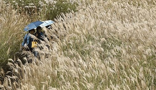 서울-하늘공원-억새축제-가는길.주차.일정안내-사진명소-사진맛집-총정리