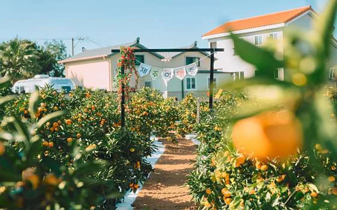 제주로운감귤밭