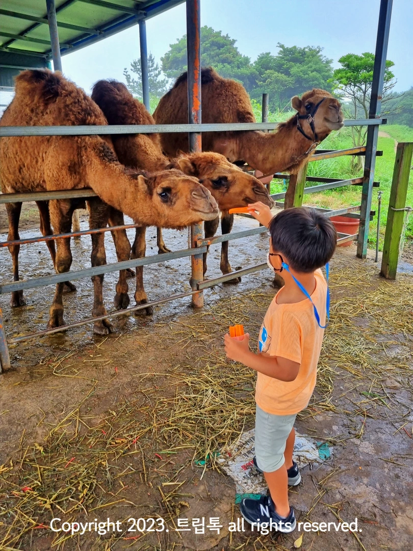 낙타들이 당근을 먹으려고 고개를 숙인다