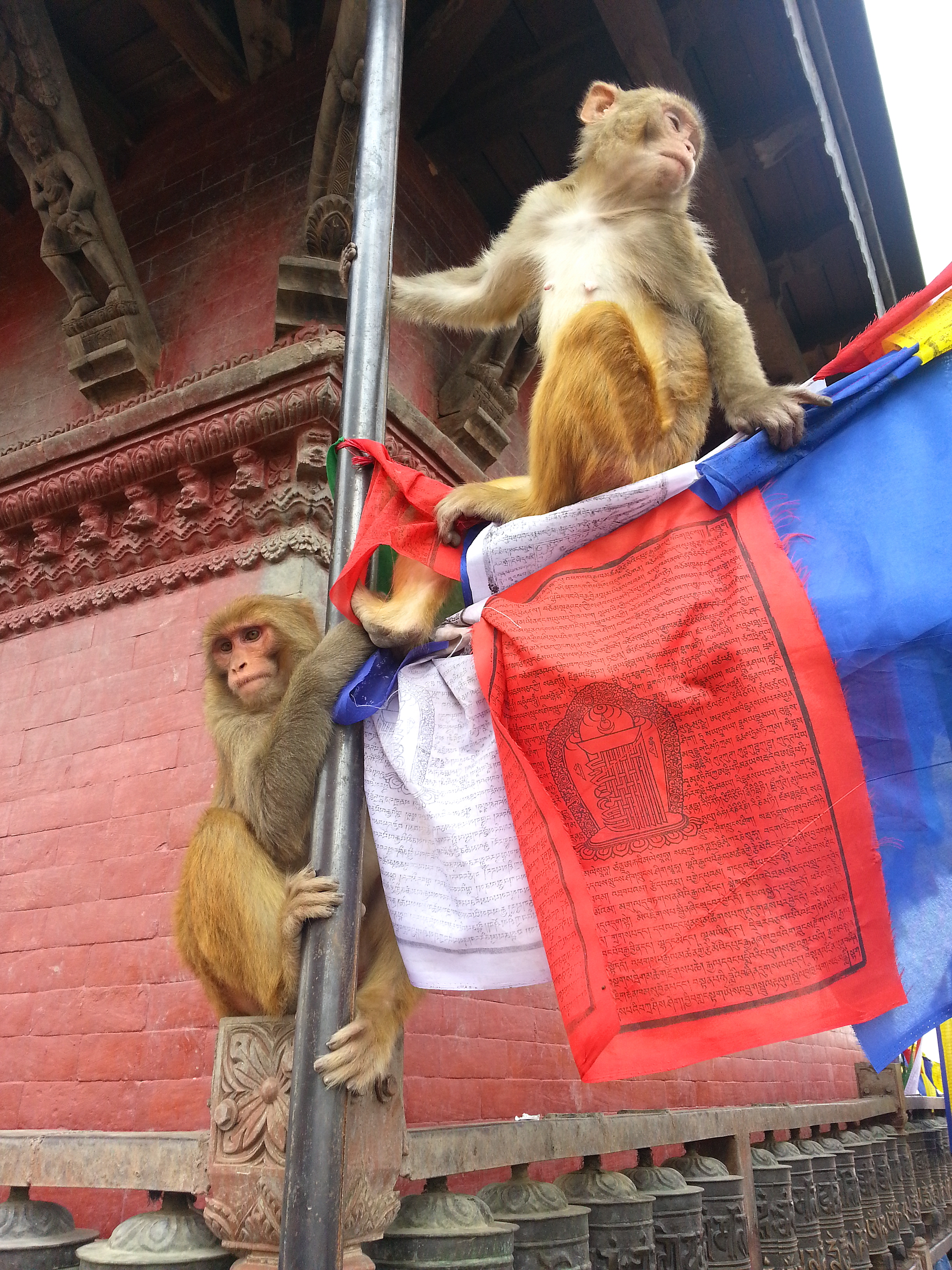 깃발을 점령한 원숭이