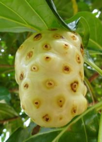 노니의 힘 : 건강에 좋은 이유와 다양한 사용법