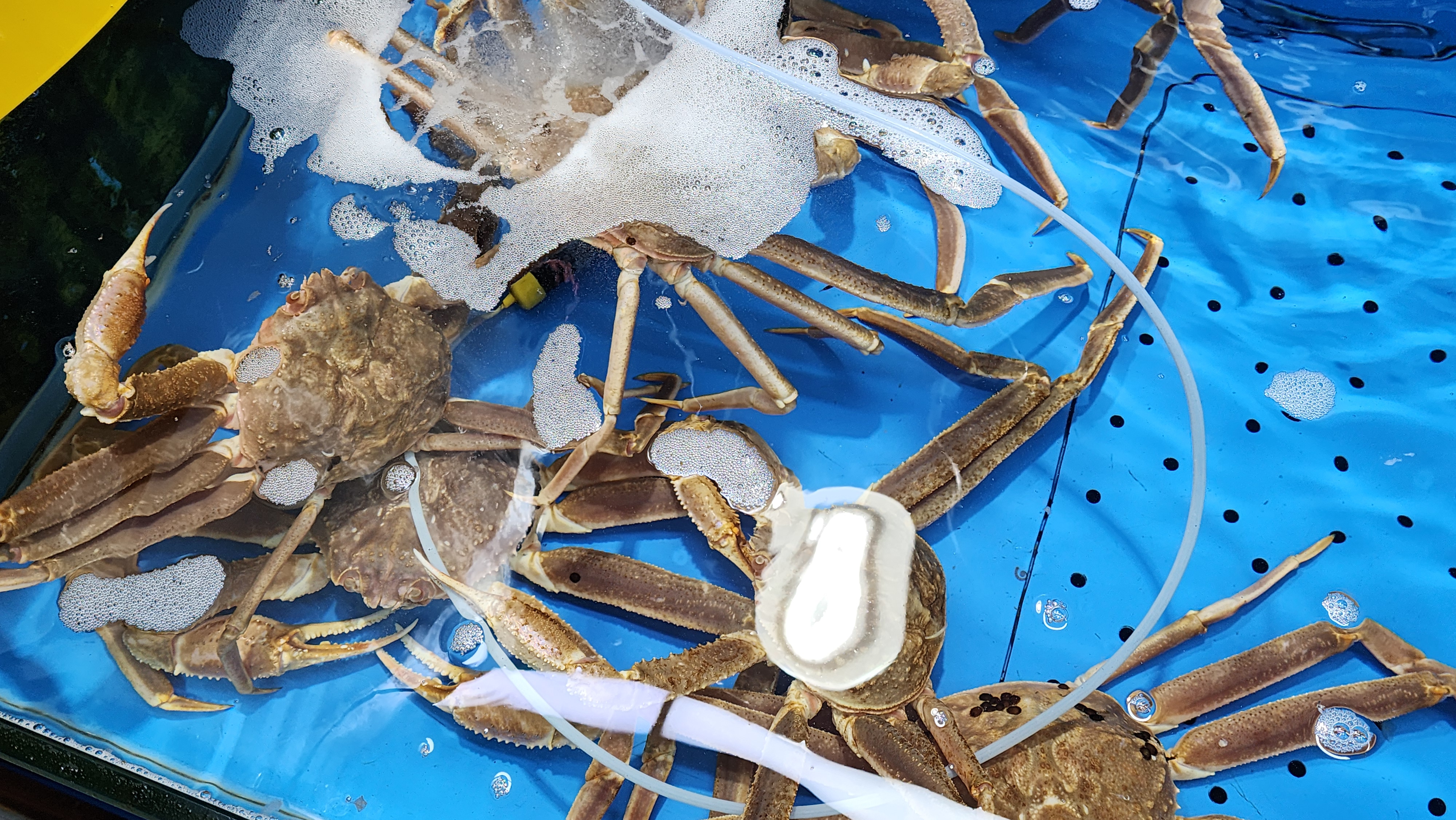 대게 시세, 대게 1키로 가격, 대게 싸게 먹는법