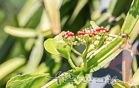 시서스 효능 부작용