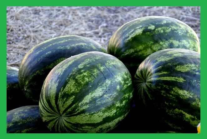 통수박-여러개