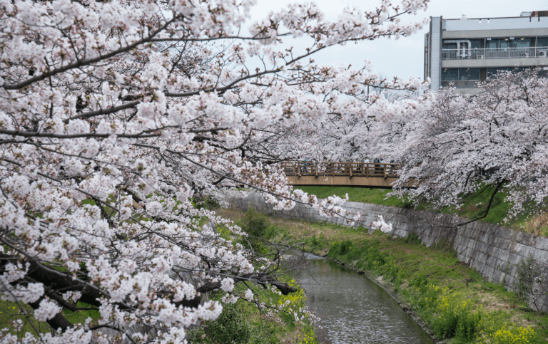 야마자키 강 벚꽃