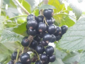 블랙커런트 재배 전정 관리 통풍 확보 병해 줄이기_2