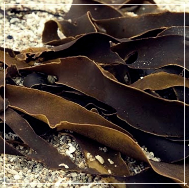 다시마환의 효능과 부작용에 대하여