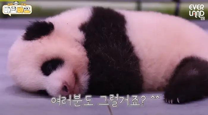 아기바이오-판다