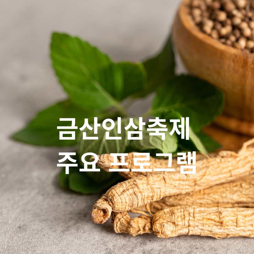 금산인삼축제 2025 