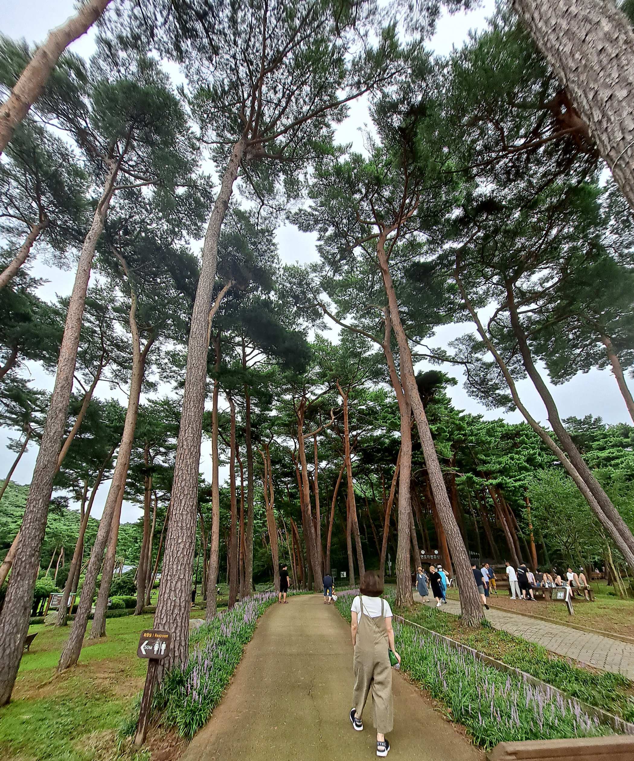 휴양림 소나무들