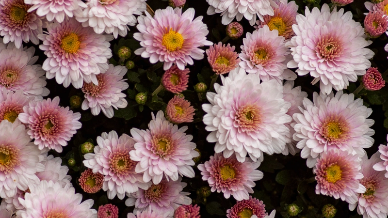 일별 탄생화 : 11월