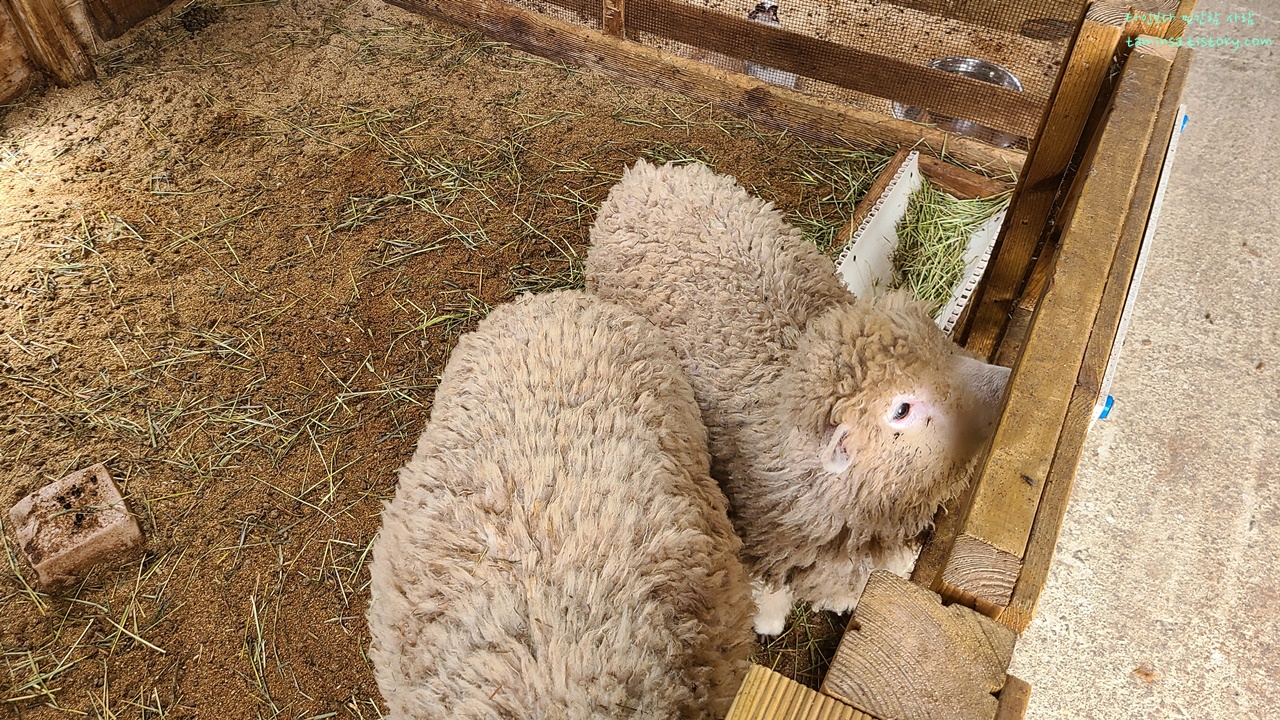 대관령-순수양떼목장