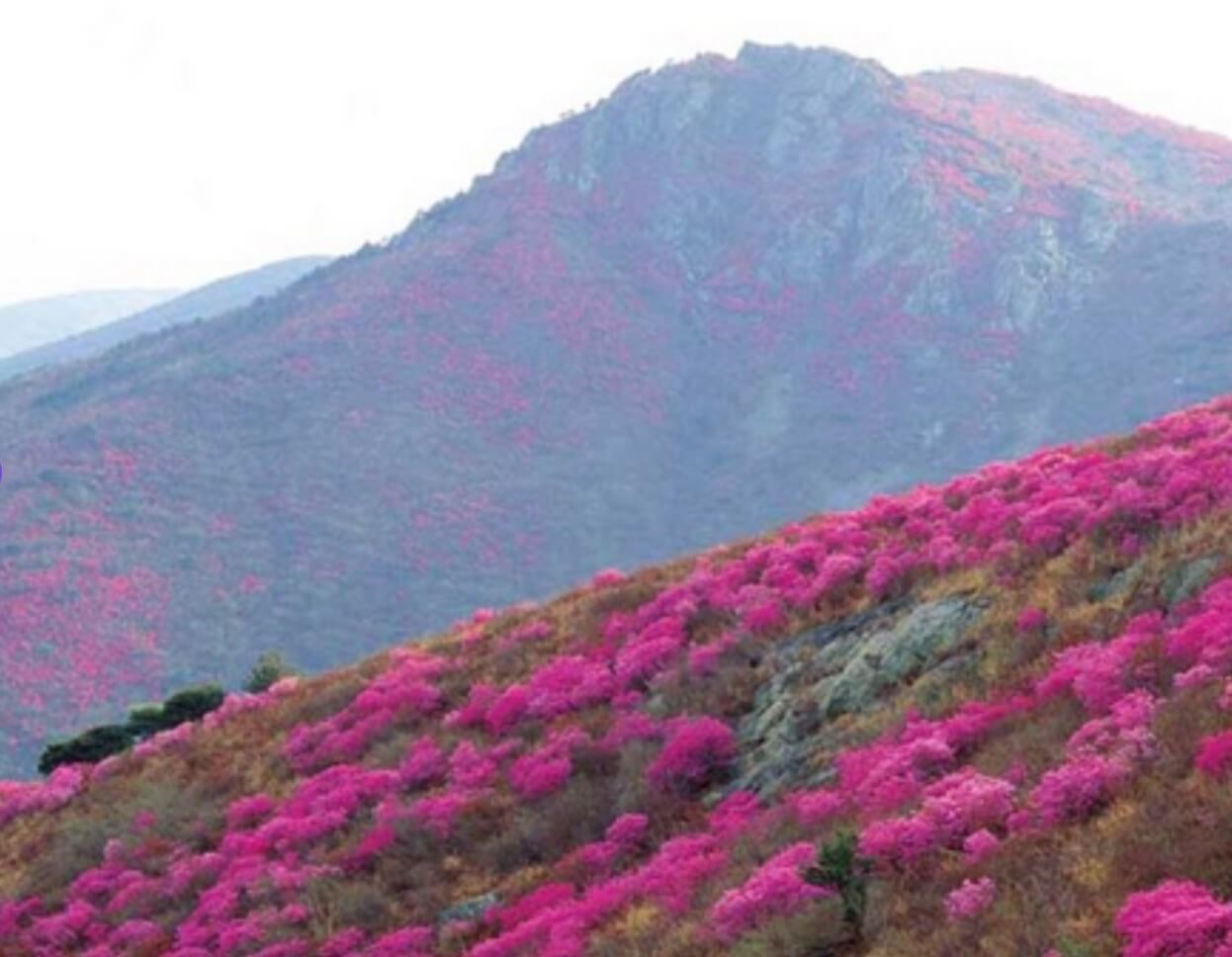 전남-여수-영취산-진달래-축제-사진-2