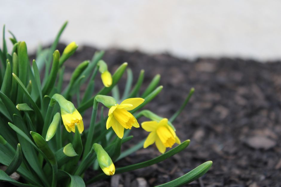 Bright yellow daffodils blossoming in a garden during springtime.