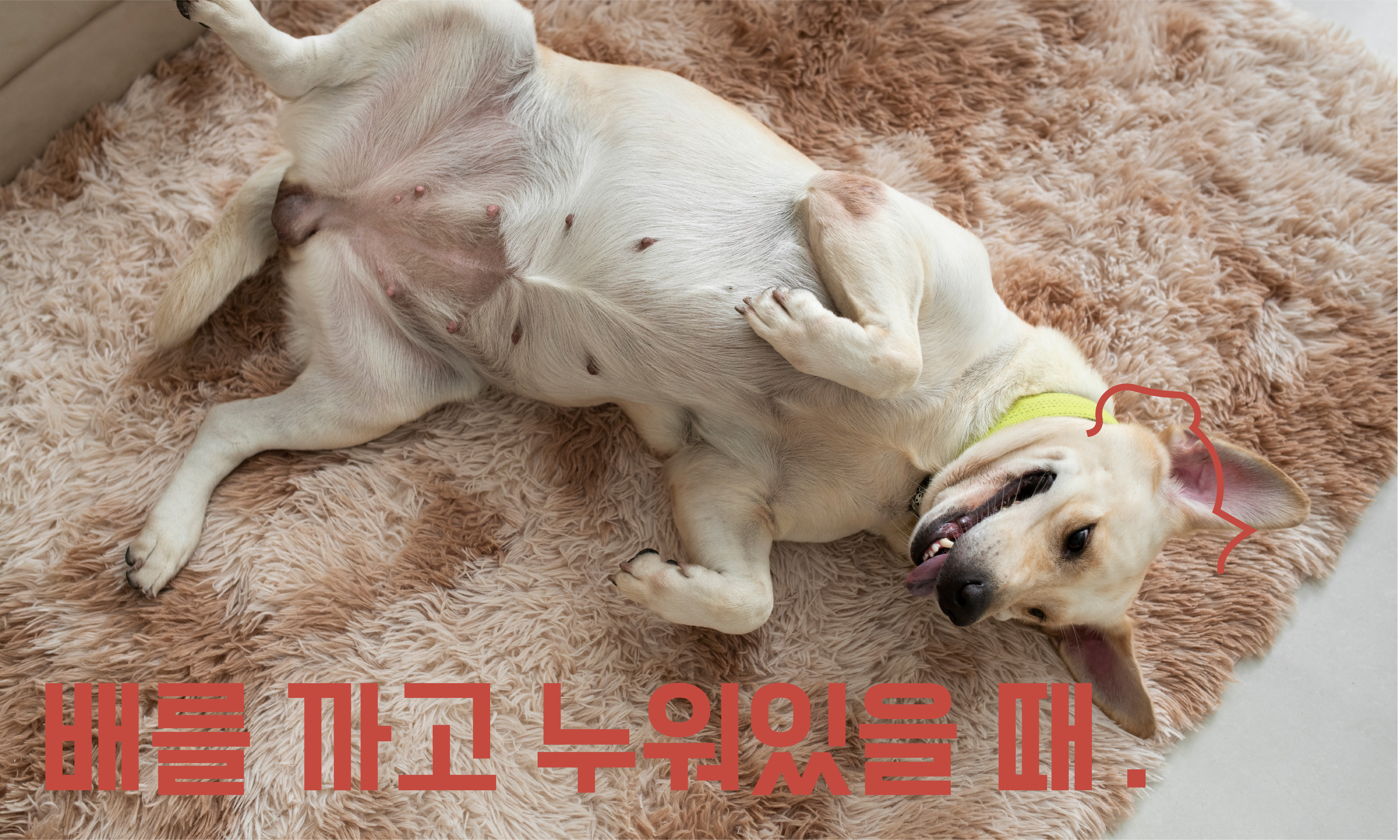 강아지-배