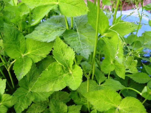 참나물 재배 반그늘 키우기 물 관리 잎 수확_6