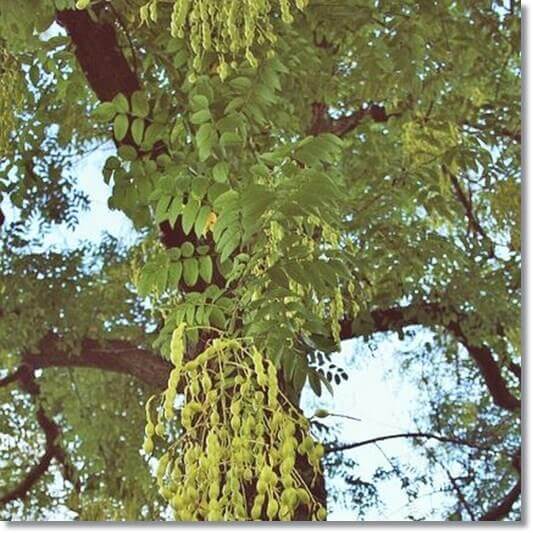 회화나무 효능 및 활성 성분 활용법과 주의점